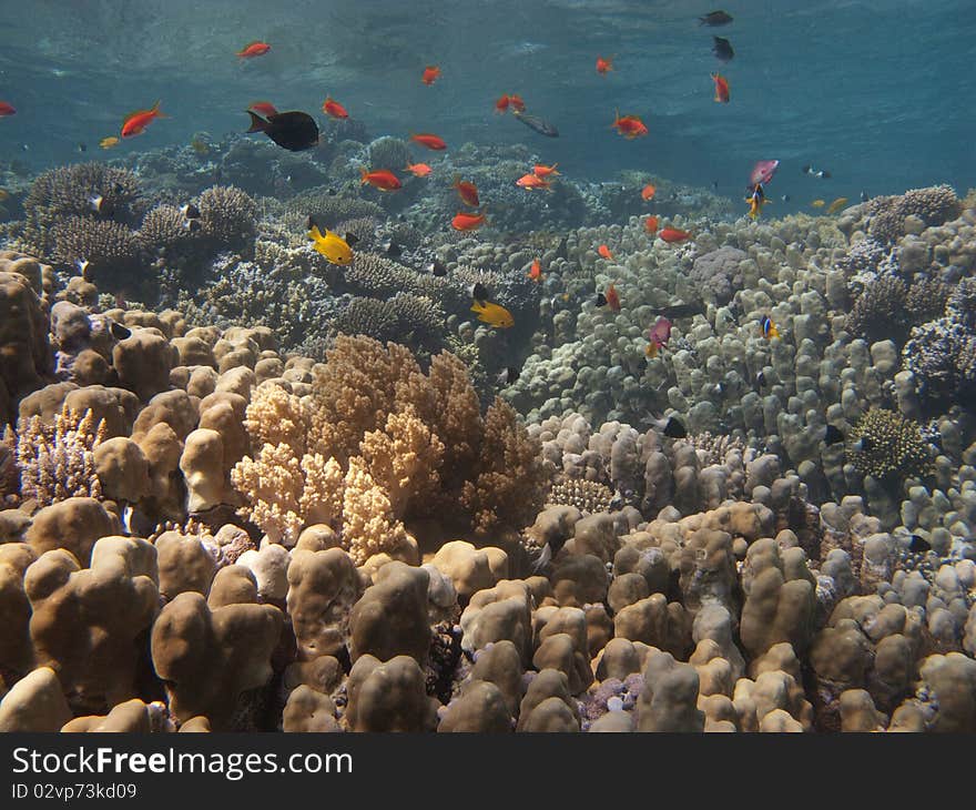 Underwater inhabitants coral reef in the Red Sea near Dahab. Underwater inhabitants coral reef in the Red Sea near Dahab