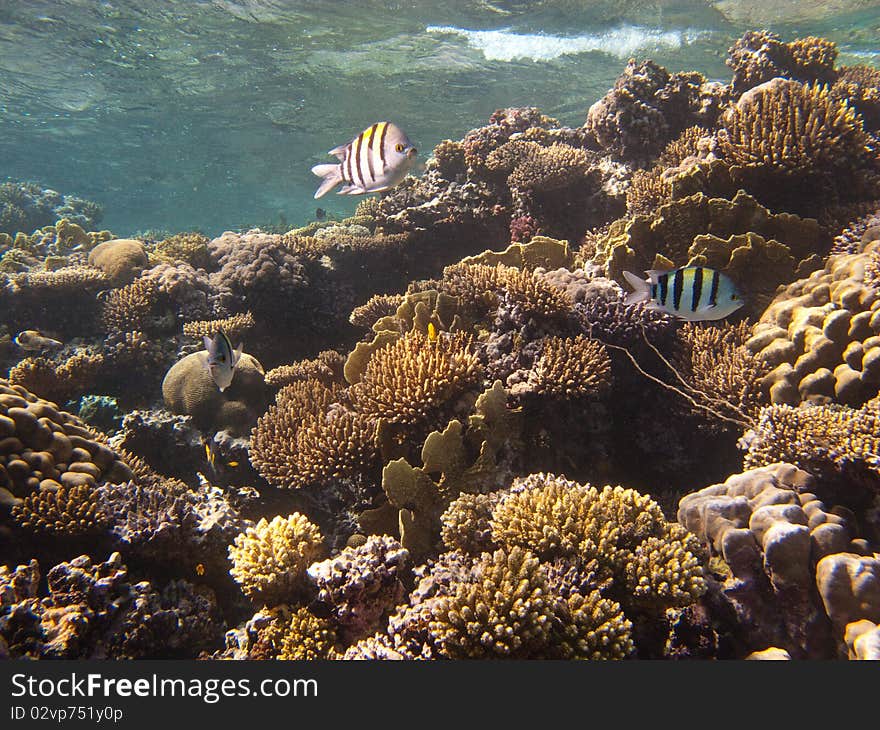 Underwater inhabitants coral reef in the Red Sea near Dahab. Underwater inhabitants coral reef in the Red Sea near Dahab