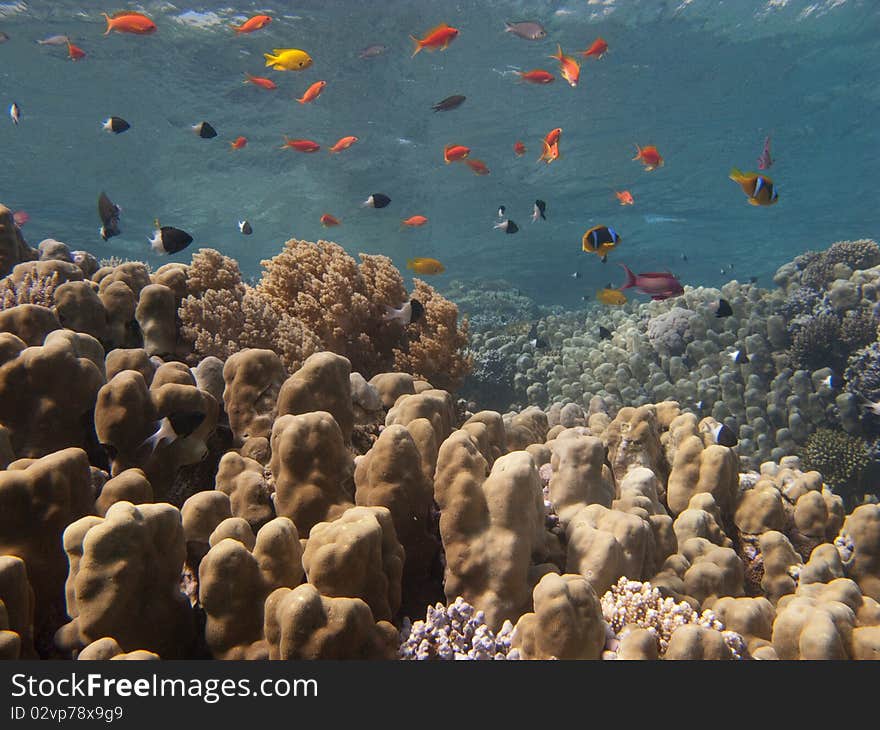 Underwater inhabitants coral reef in the Red Sea near Dahab. Underwater inhabitants coral reef in the Red Sea near Dahab