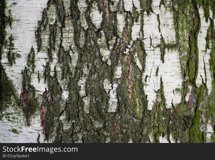 Wood texture. birch. White and grey