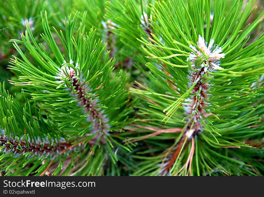 Details of a pine