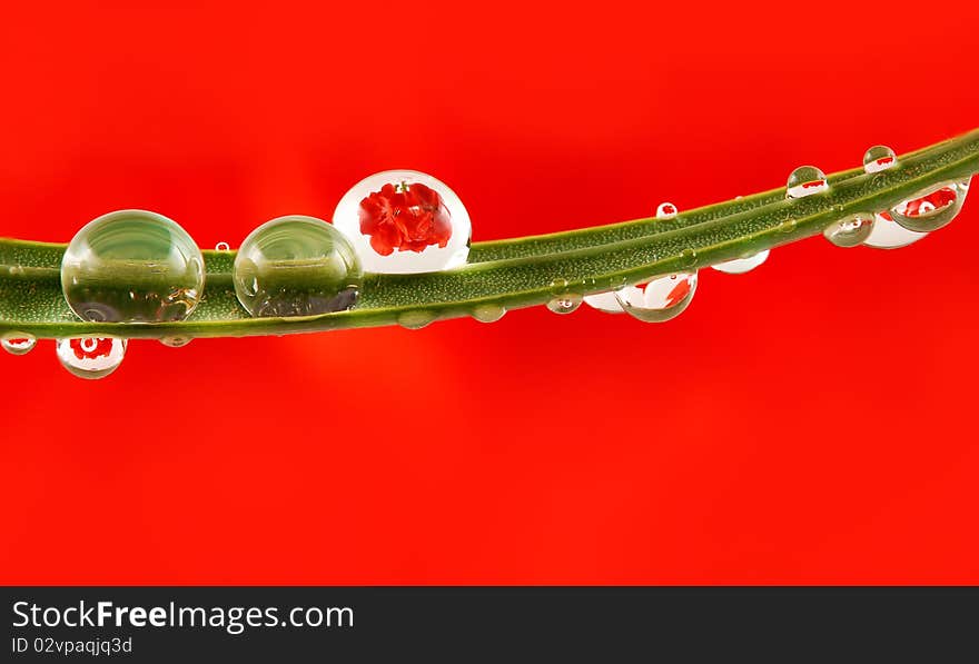 Dew drops with floral reflection