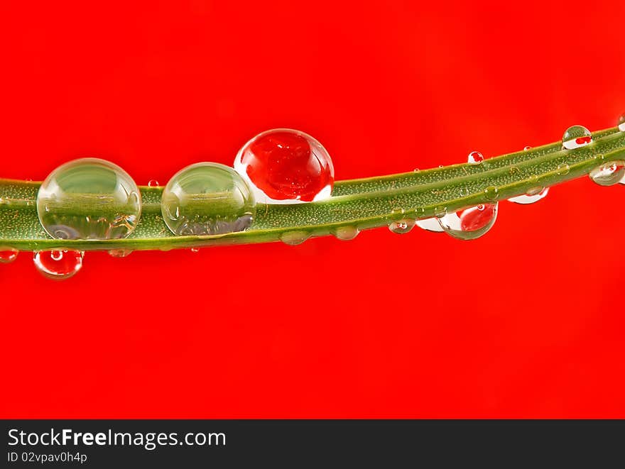 Macro of water drops on a grass blade. Macro of water drops on a grass blade