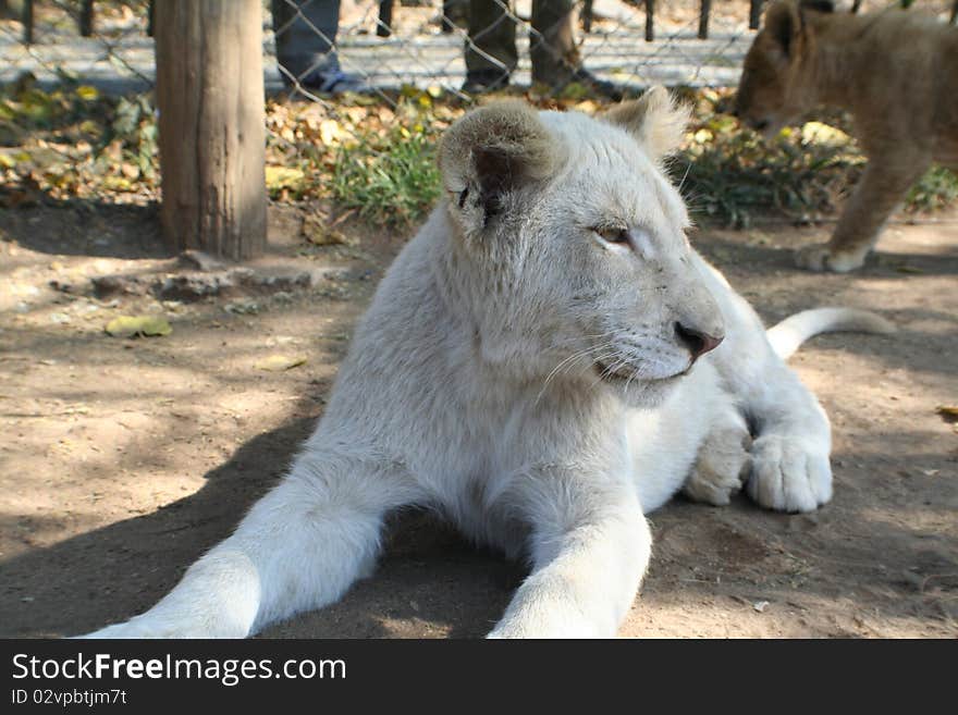 White lion cub in Africa