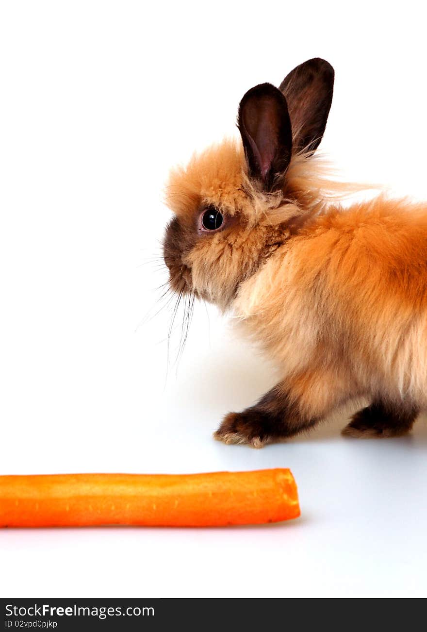 Sweet rabbit on a white background. Sweet rabbit on a white background