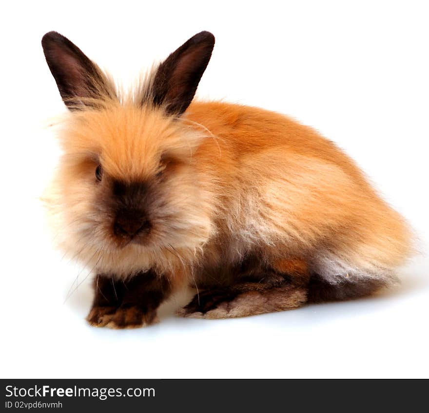 Sweet rabbit on a white background. Sweet rabbit on a white background