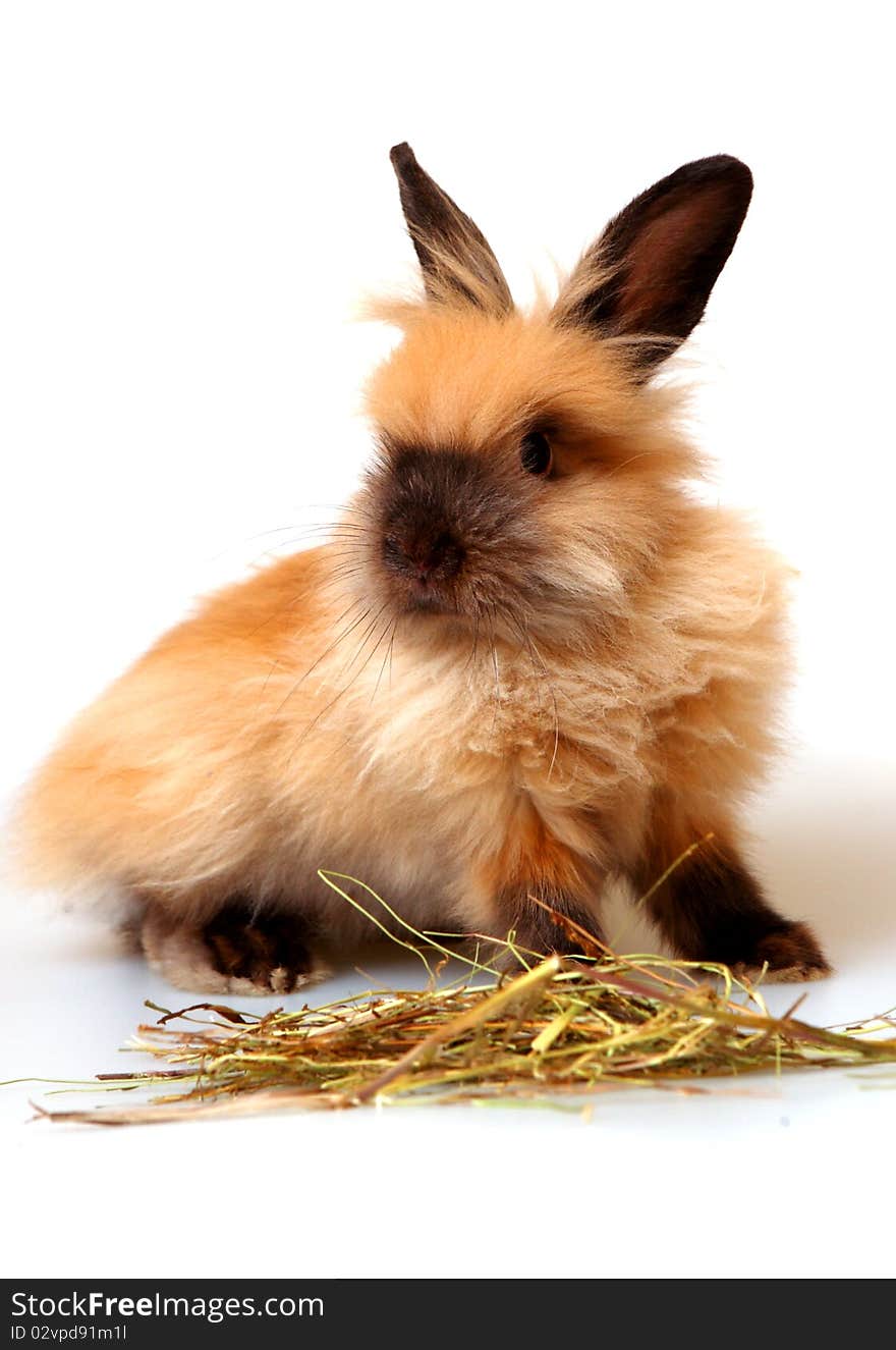 Sweet rabbit on a white background. Sweet rabbit on a white background