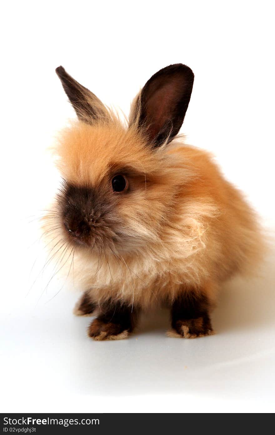 Sweet rabbit on a white background. Sweet rabbit on a white background