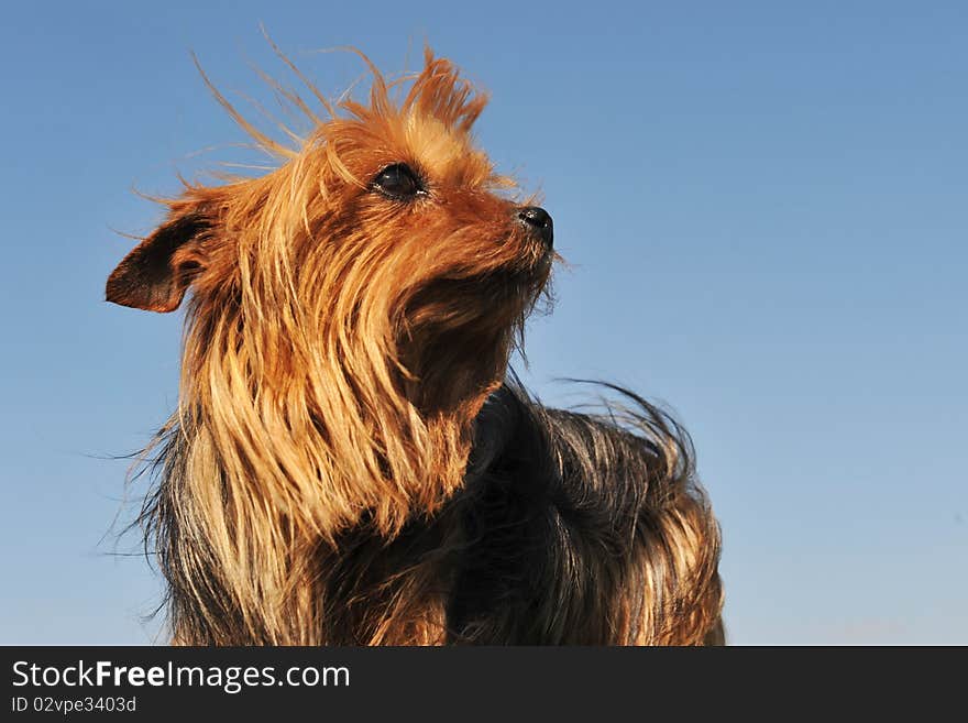 Portrait of a purebred yorkshire terrier on a blue sky