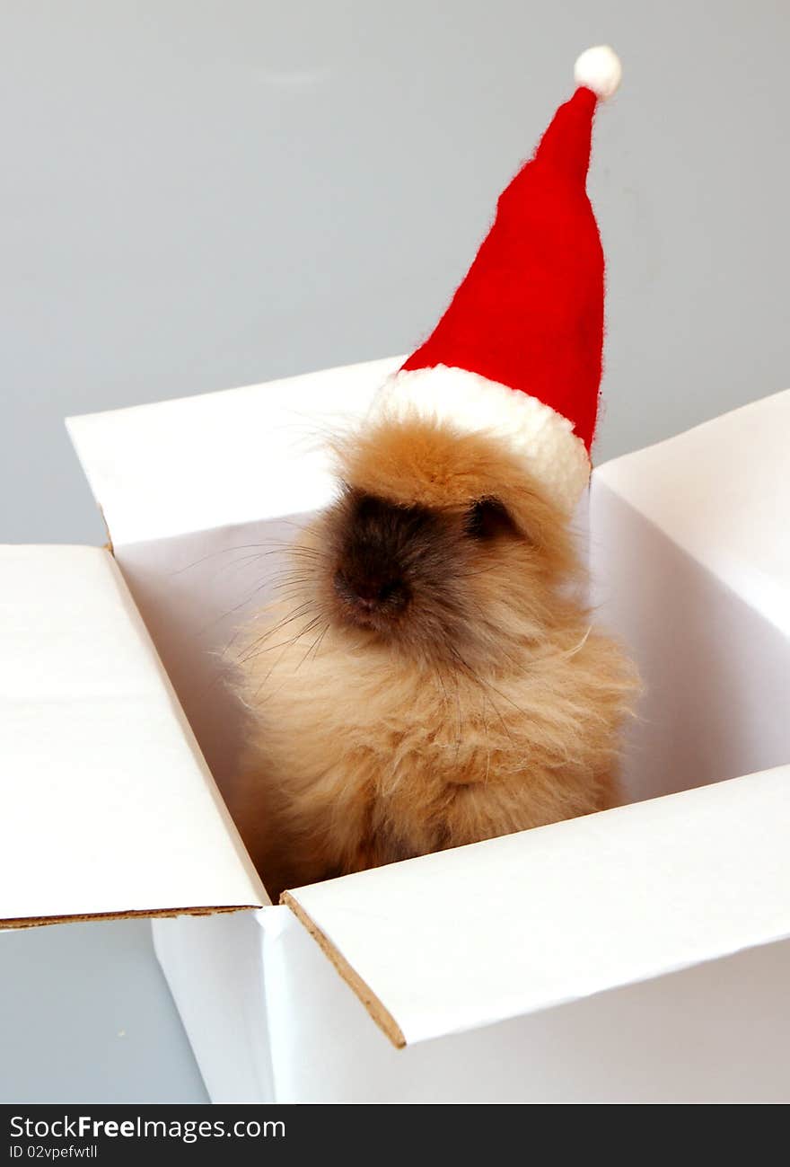 Sweet Santa rabbit in the white box. Sweet Santa rabbit in the white box