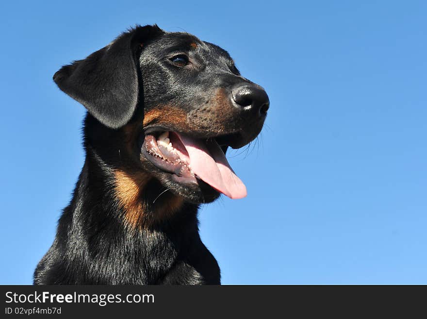 Young purebred french shepherd in a blue sky, focus on the eyes and copyspace. Young purebred french shepherd in a blue sky, focus on the eyes and copyspace