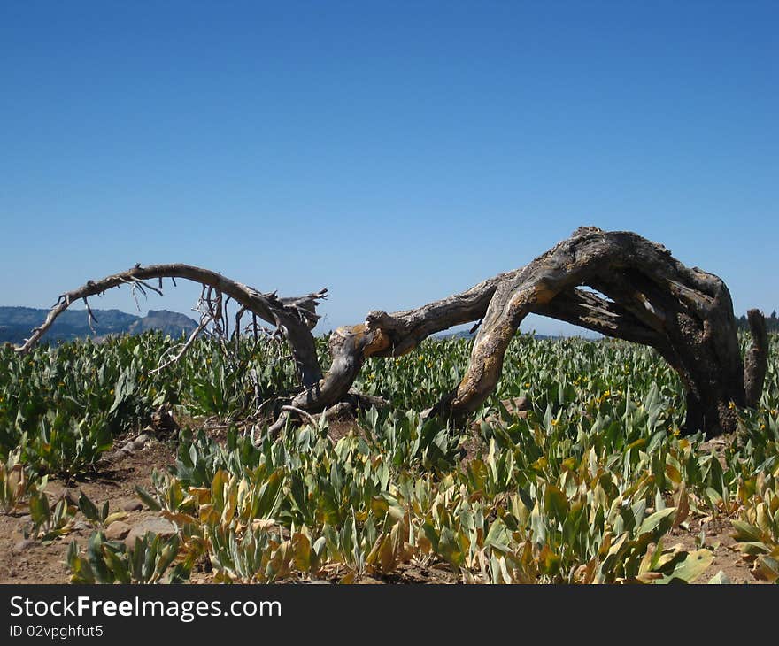 Two trees are forced to bend toward the ground in the harsh high sierra terrain. Two trees are forced to bend toward the ground in the harsh high sierra terrain