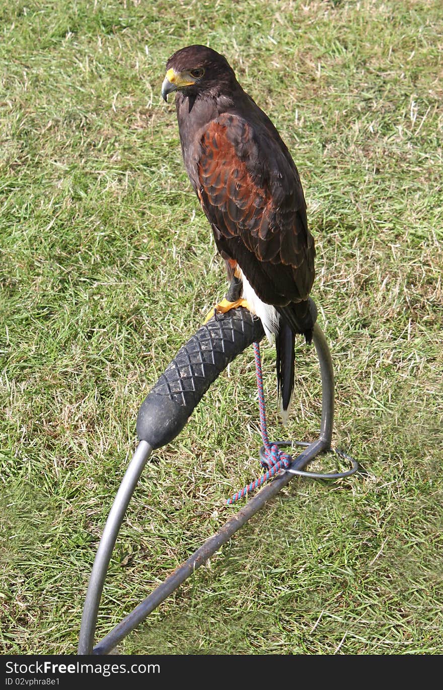 Harris Hawk