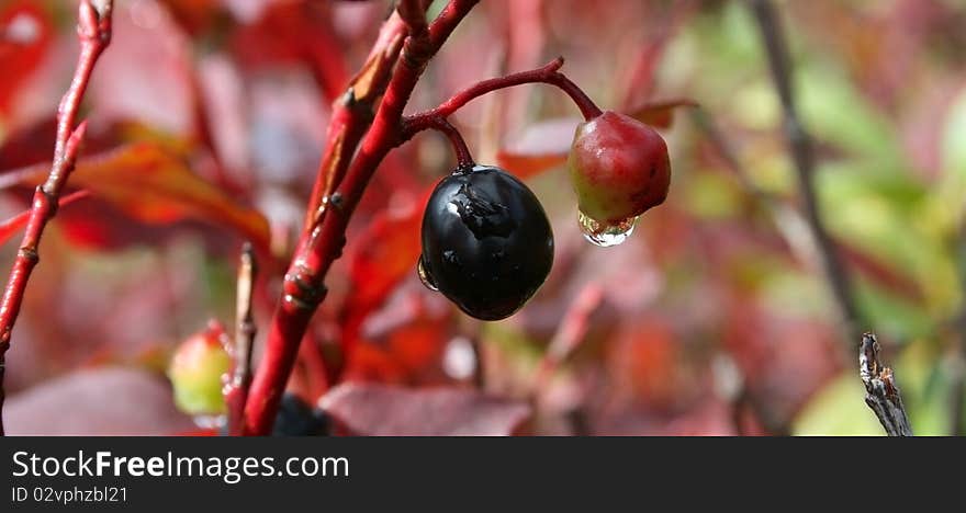 Mountain Berry