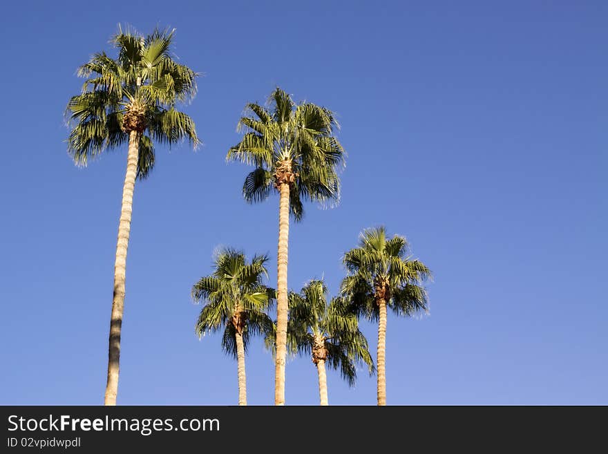 Tall palm trees on blue sky