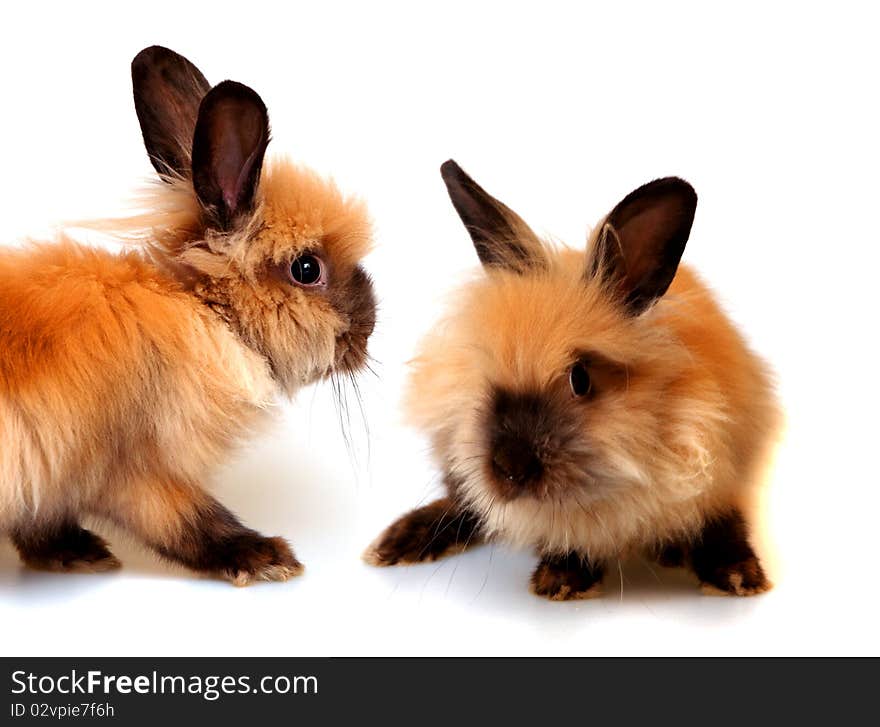 Sweet rabbit in the white box on a blue background. Sweet rabbit in the white box on a blue background