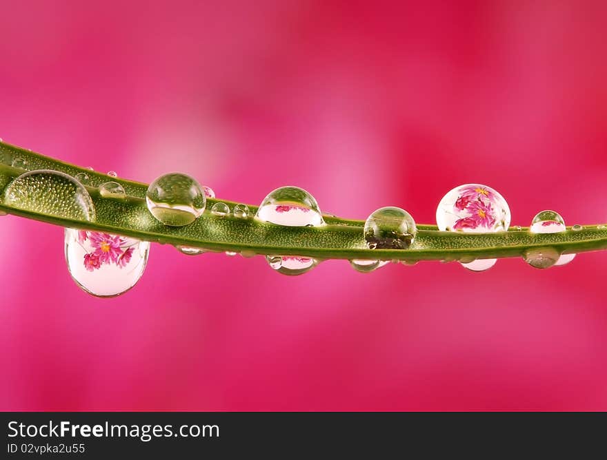 Flowers mirroring in water drops. Flowers mirroring in water drops