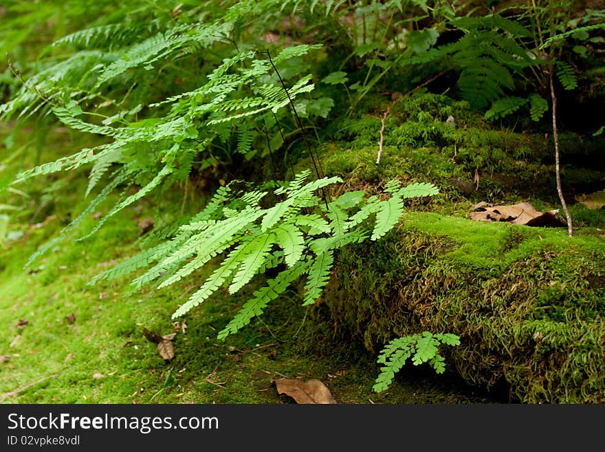 Ferns