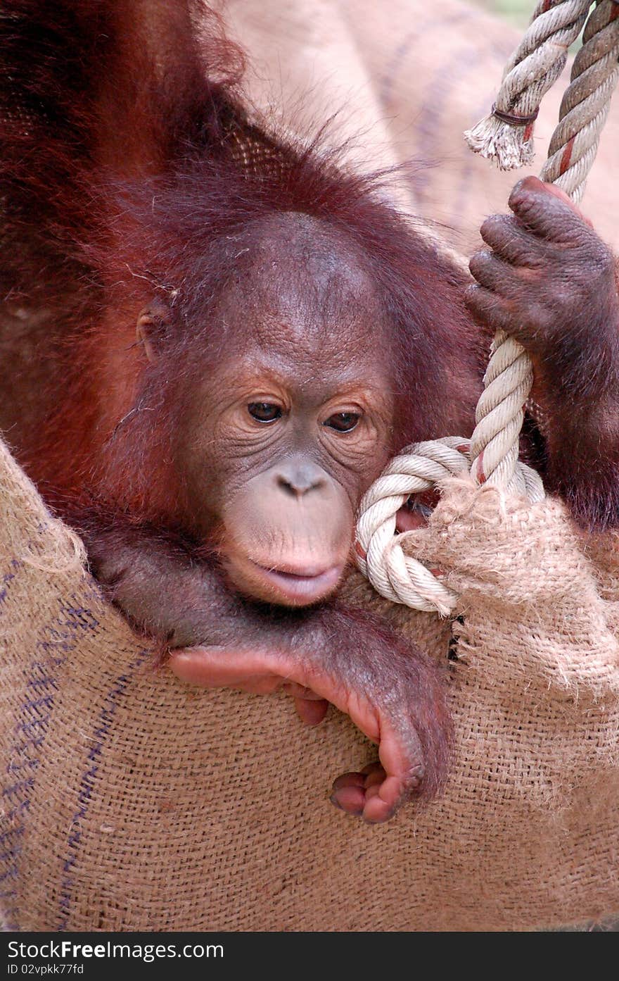 Orang Utan Orphan playing, Malaysia. Orang Utan Orphan playing, Malaysia