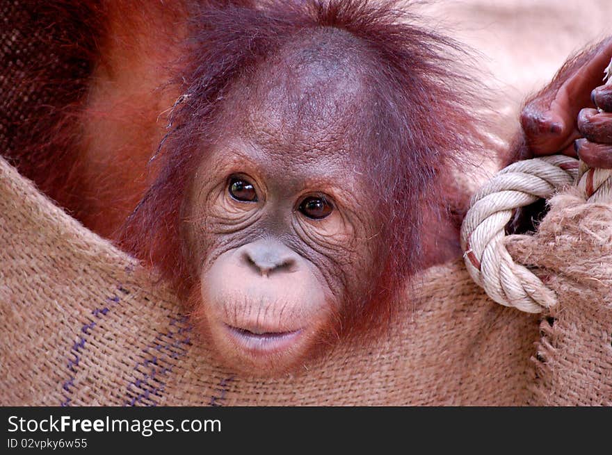 Young Orang Utan, Malaysia