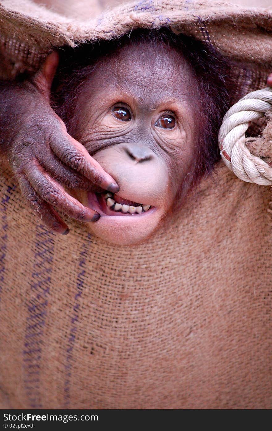 Orang Utan Orphan playing, Malaysia. Orang Utan Orphan playing, Malaysia