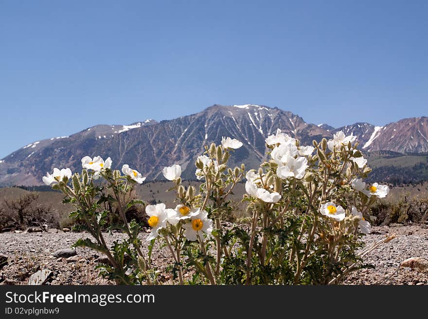 Sierra Nevadas