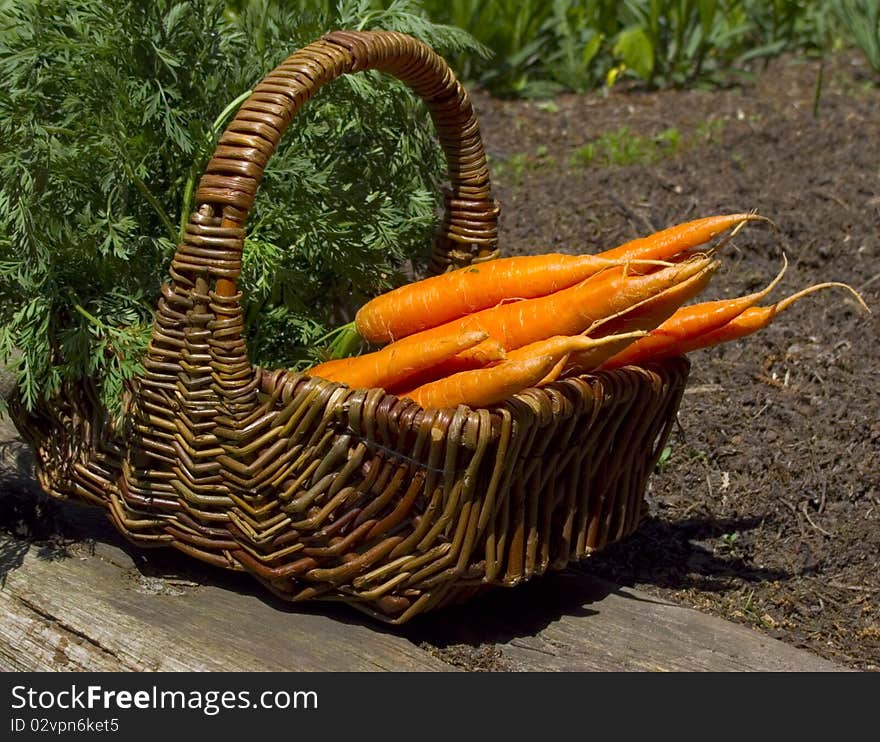 Basket Full Of Carrots