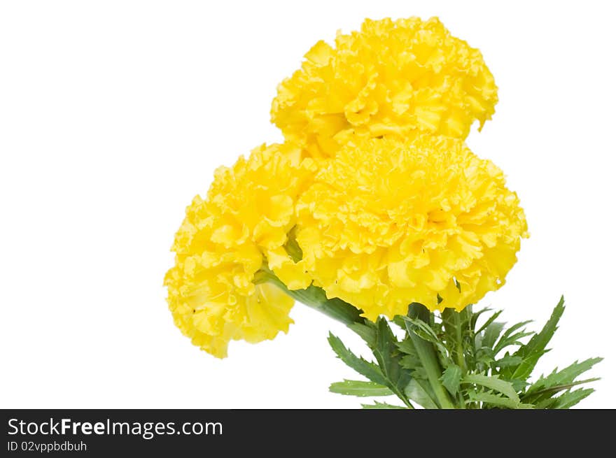 Beautiful flowers isolated on white