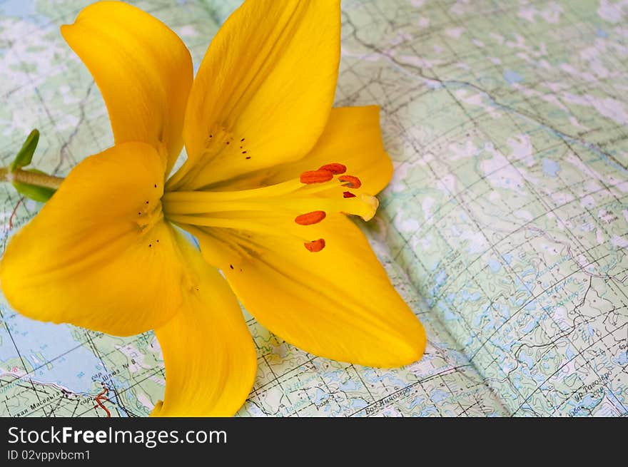 The yellow lily lays on a map of district. The yellow lily lays on a map of district