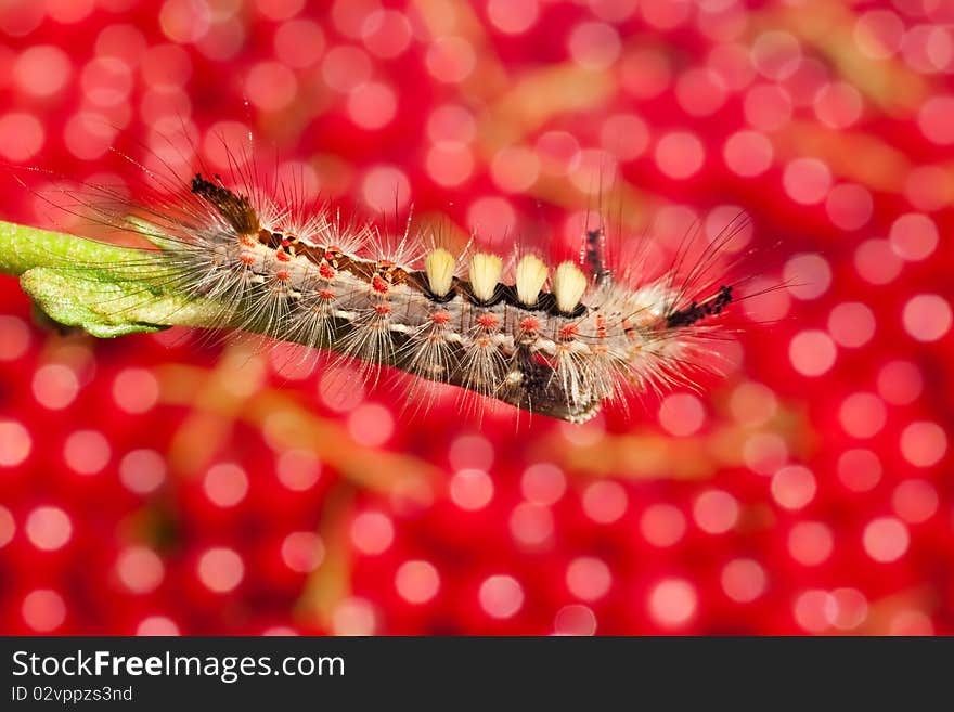 Shaggy caterpillar