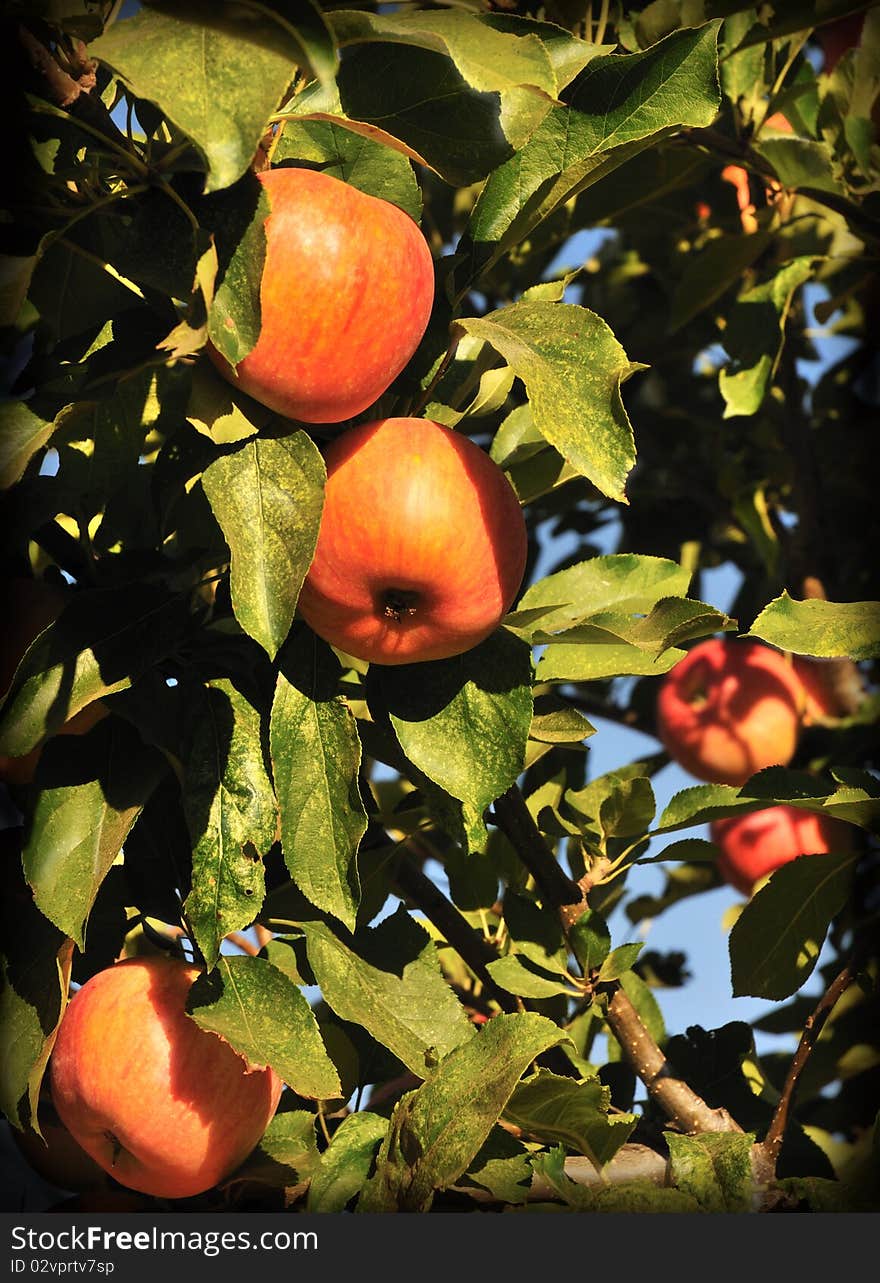 Fresh red apples ready for harvest. Fresh red apples ready for harvest