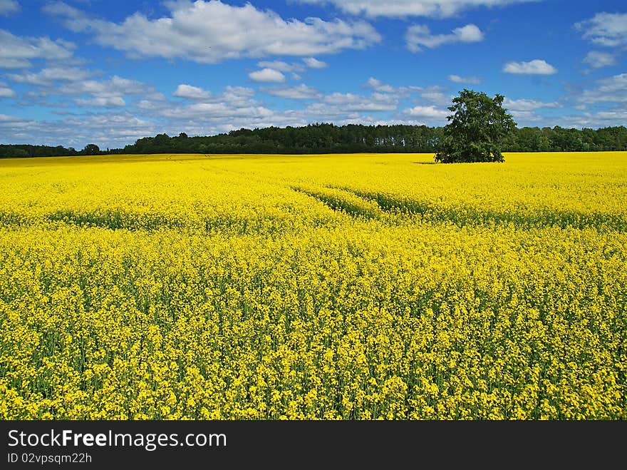 Yellow & Blue