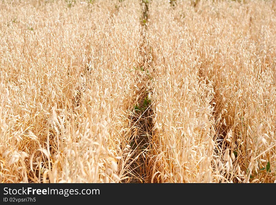 The ears of a mature oats ready to harvesting