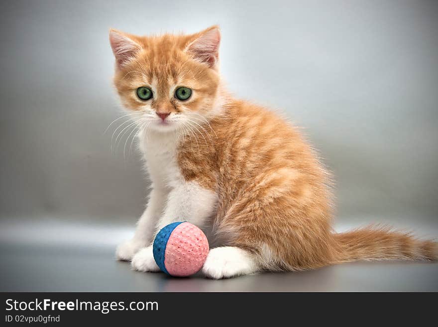 Kitten With A Ball On A Gray Background