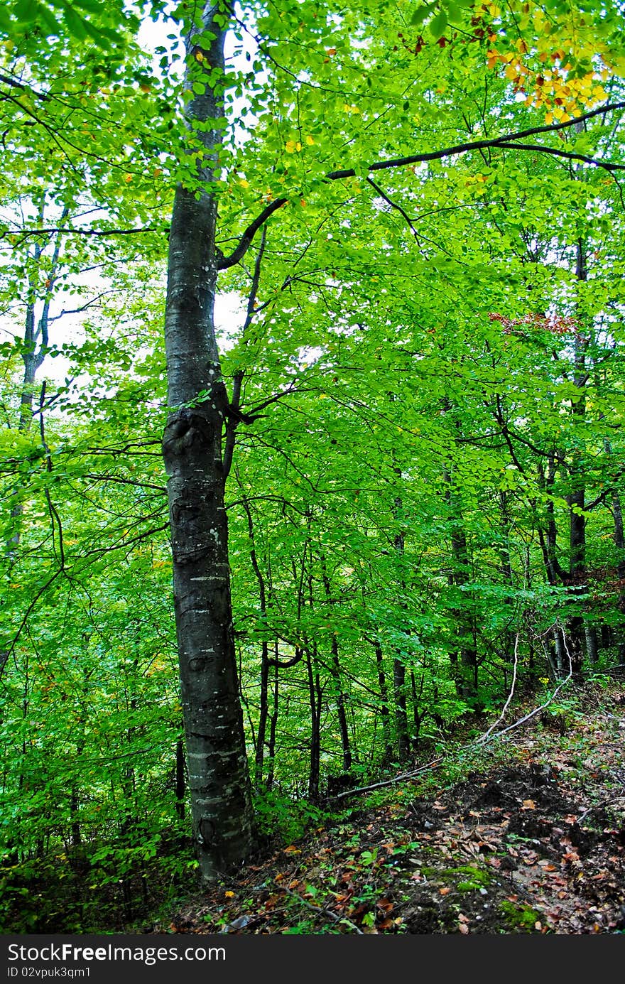 Tree in the woods