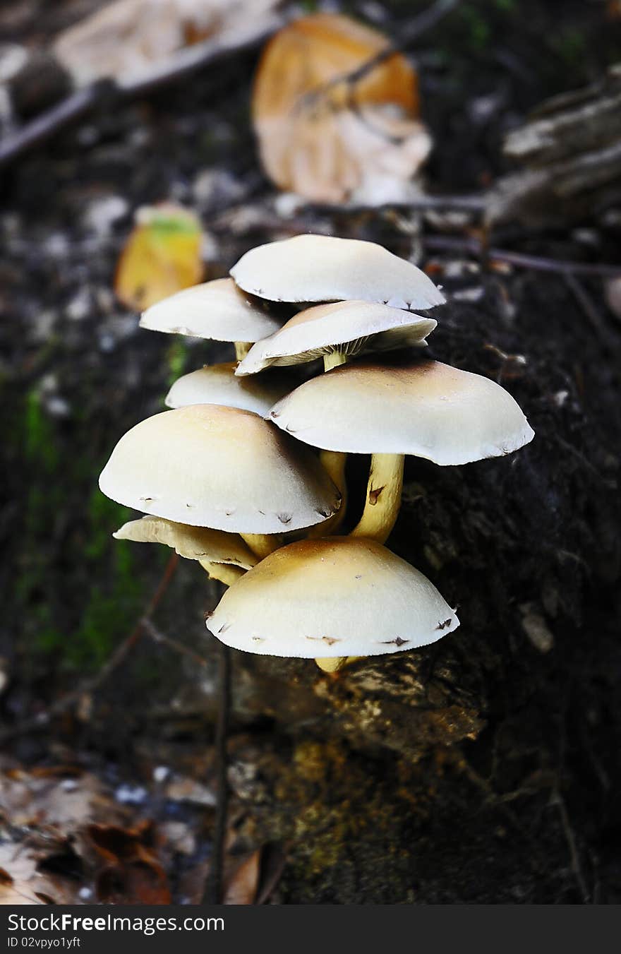 Toadstools On Root