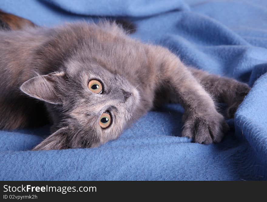 A kitten on a blue blanket