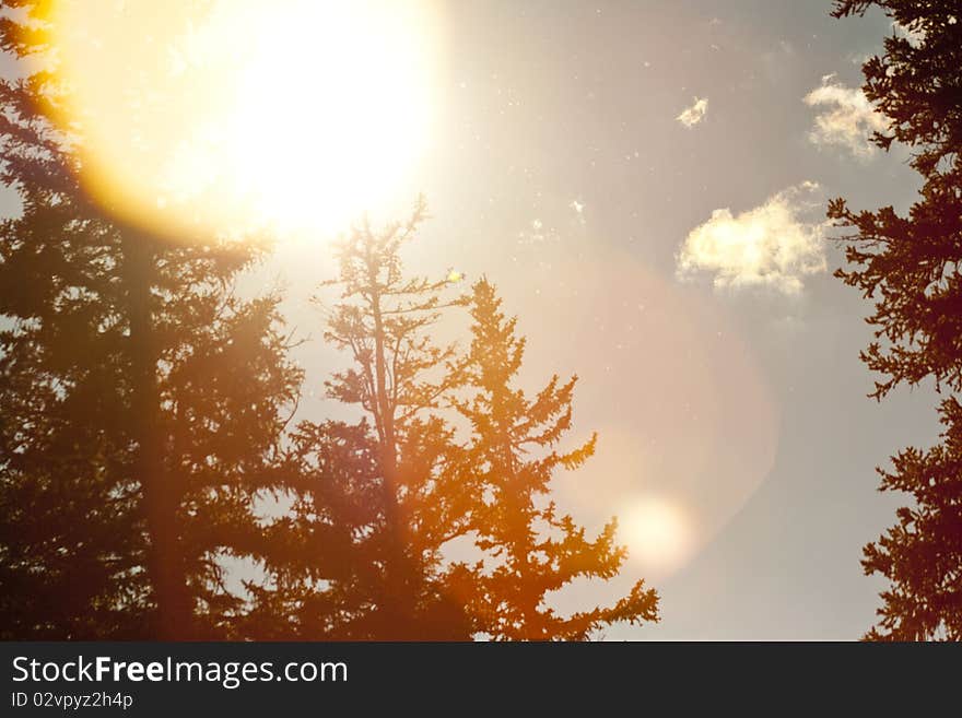 Bright sunlight beaming through the trees in a lush forest. Bright sunlight beaming through the trees in a lush forest