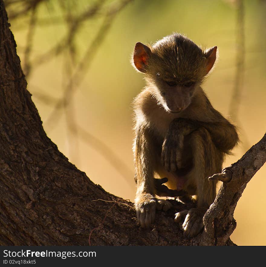 As the african sun rises to the highest point and the heat becomes unbearable, even the young baboons calm down and rest. As the african sun rises to the highest point and the heat becomes unbearable, even the young baboons calm down and rest.