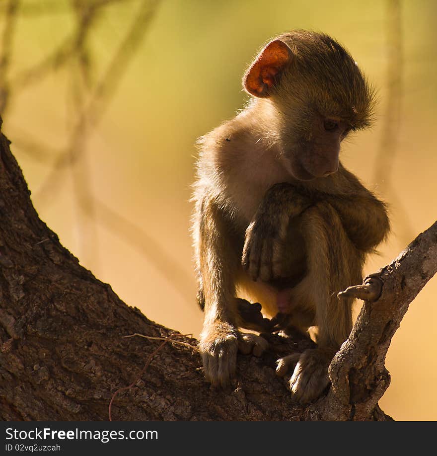 A normally playful young baboon can´t stand the heat at midday and has to imitate the elder baboons and relax. A normally playful young baboon can´t stand the heat at midday and has to imitate the elder baboons and relax.