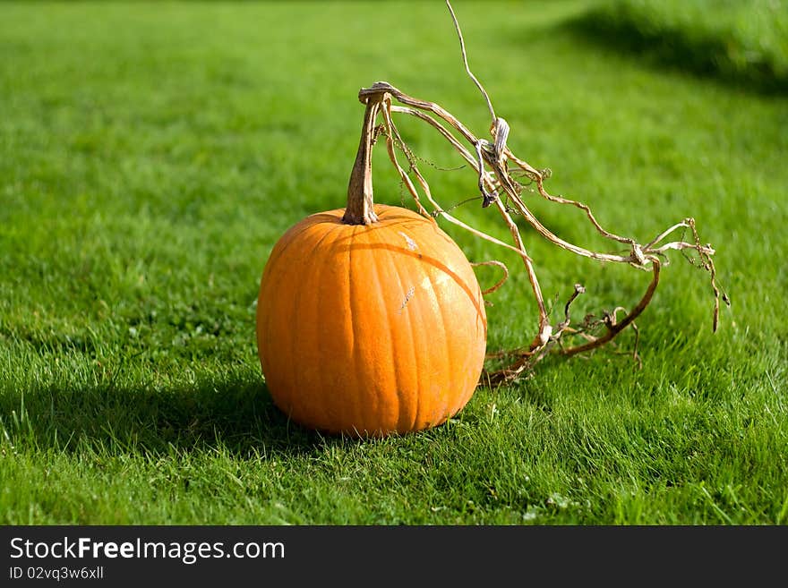 Vibrant orange pumpkin on green grass. Vibrant orange pumpkin on green grass.