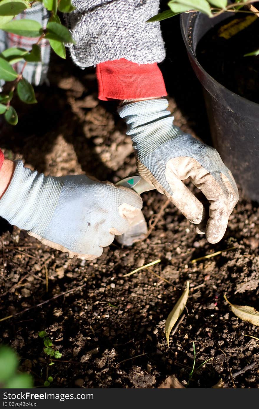 Planting Flower Bulbs