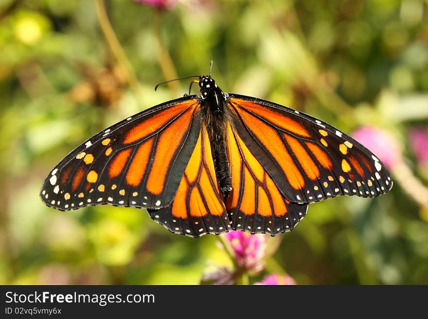 Monarch butterfly resting on a prairie plant in late summer. Monarch butterfly resting on a prairie plant in late summer