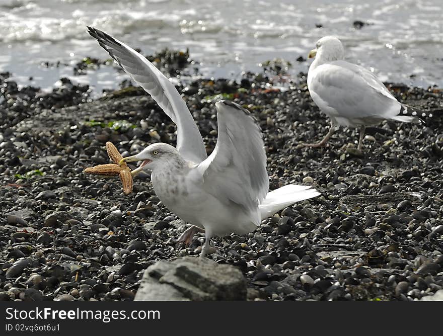 Birds On The Shore