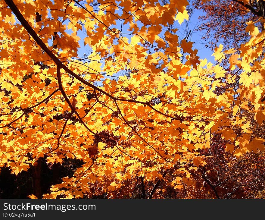 Bright yellows and oranges from the sun shining through maple leaves in the fall. Bright yellows and oranges from the sun shining through maple leaves in the fall