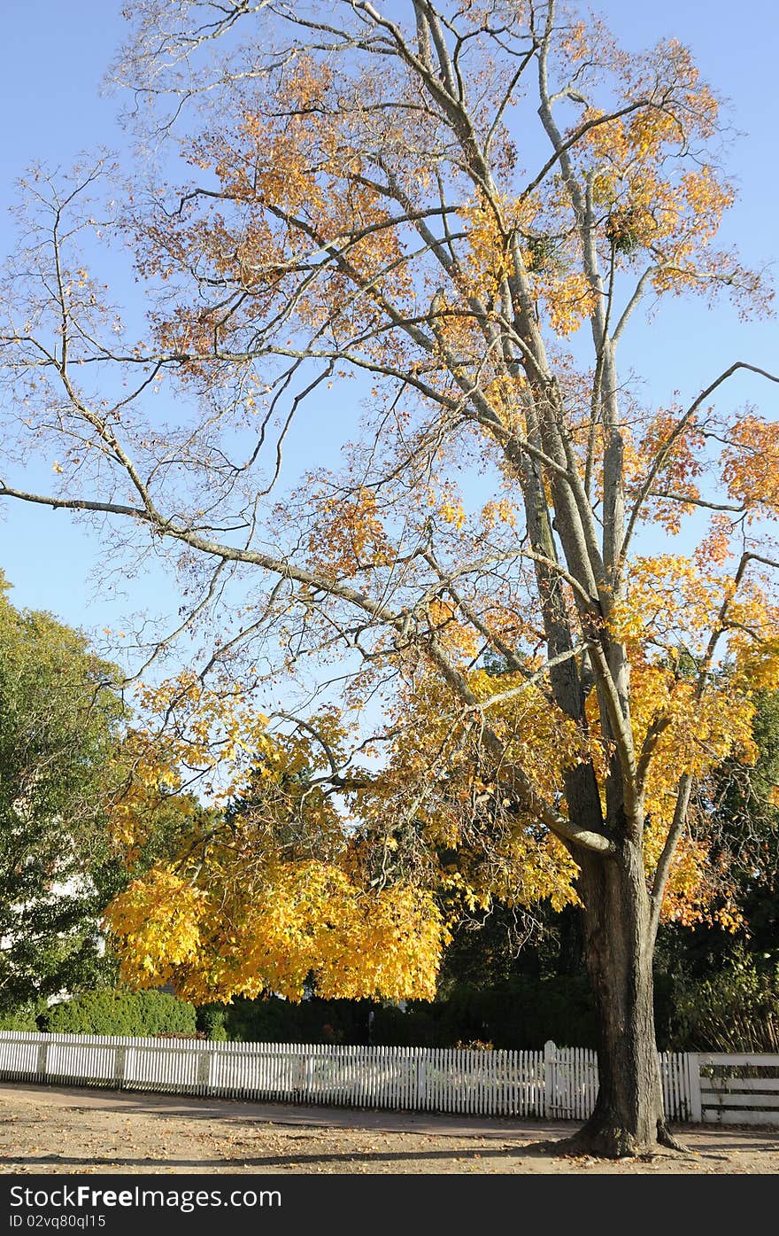 Colorful Tree During Autumn