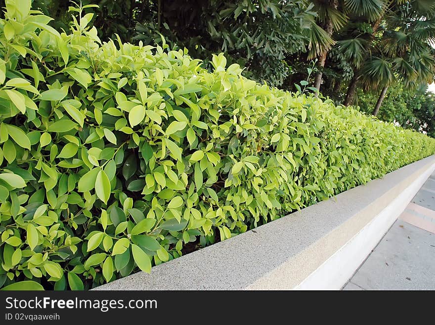 Walls made of tree planting for use in the field. Walls made of tree planting for use in the field.