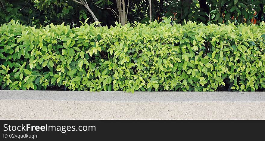 Walls made of tree planting for use in the field. Walls made of tree planting for use in the field.