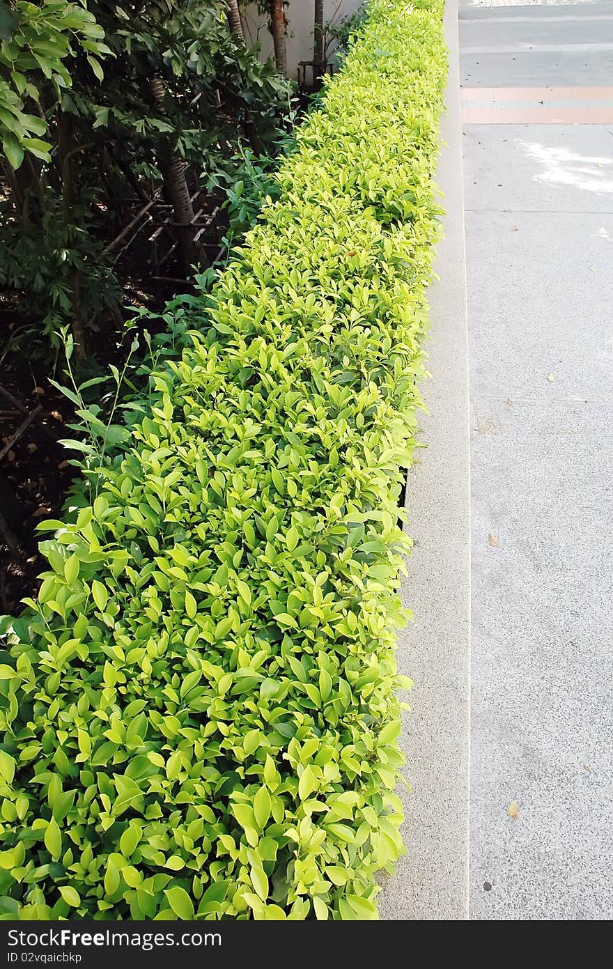 Walls made of tree planting for use in the field. Walls made of tree planting for use in the field.