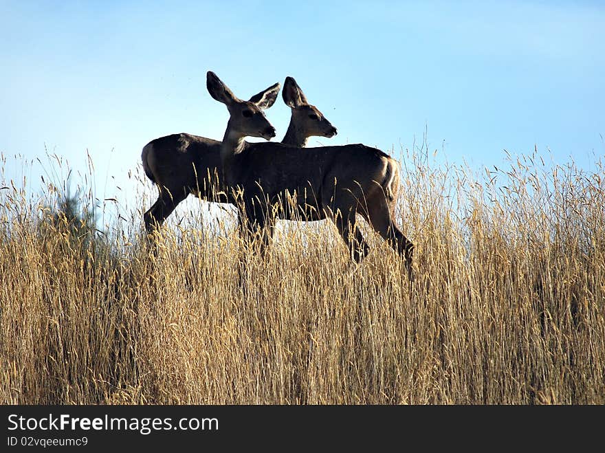 Deer observation on a mountain range.